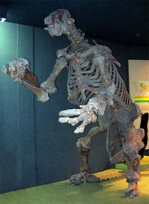 Fóssil de megatério, a preguiça-gigante